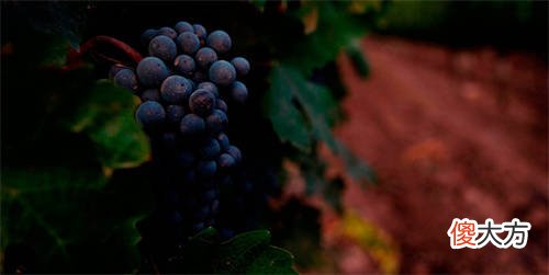 红葡萄酒酒杯的忌讳 红葡萄酒酒杯拿法