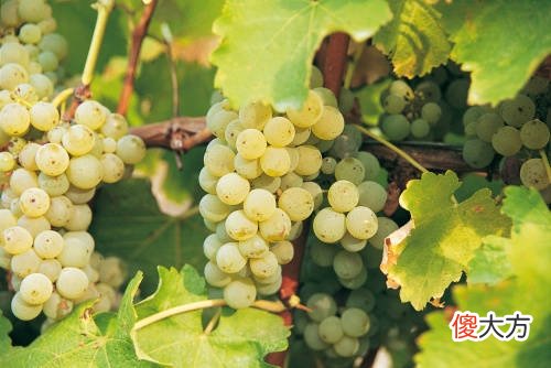 卡尔卡耐卡葡萄酒怎么样 卡尔卡耐卡葡萄酒