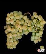 红酒这么多品牌怎么选 红酒推荐品牌