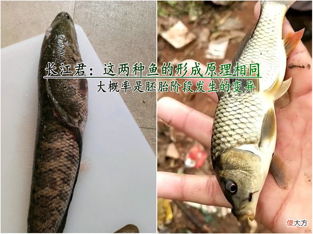 男子半夜钓了条黑鱼 夜里钓黑鱼
