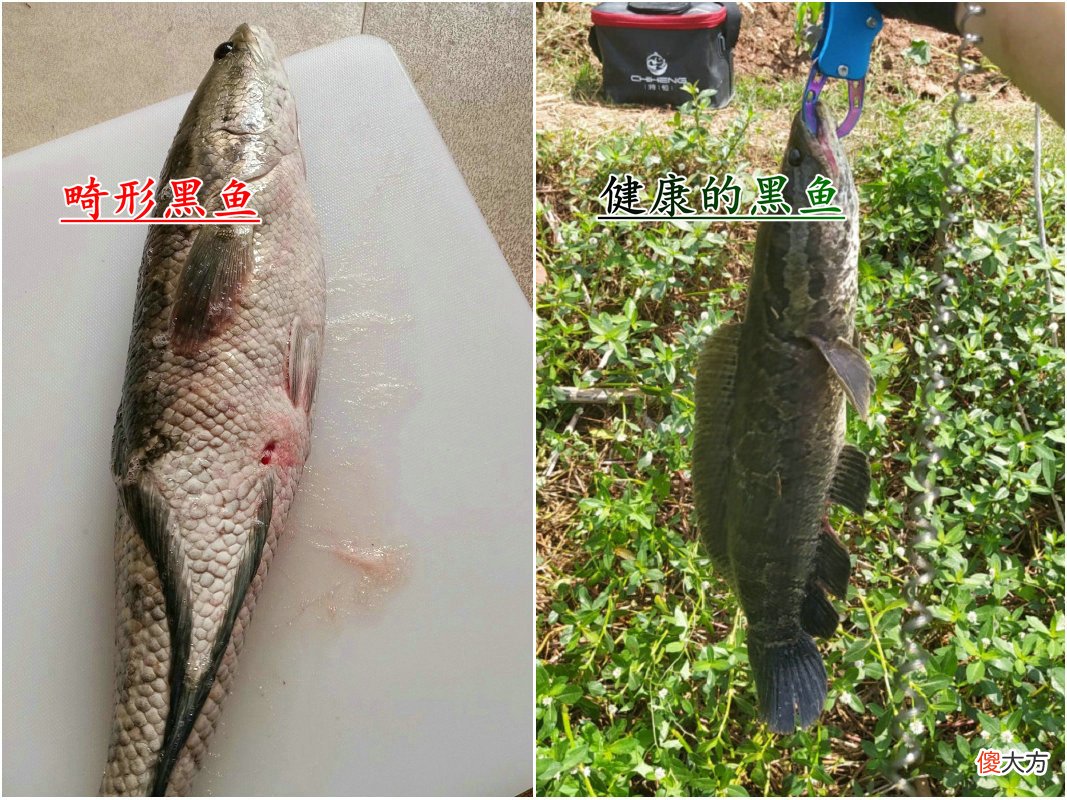 男子半夜钓了条黑鱼 夜里钓黑鱼