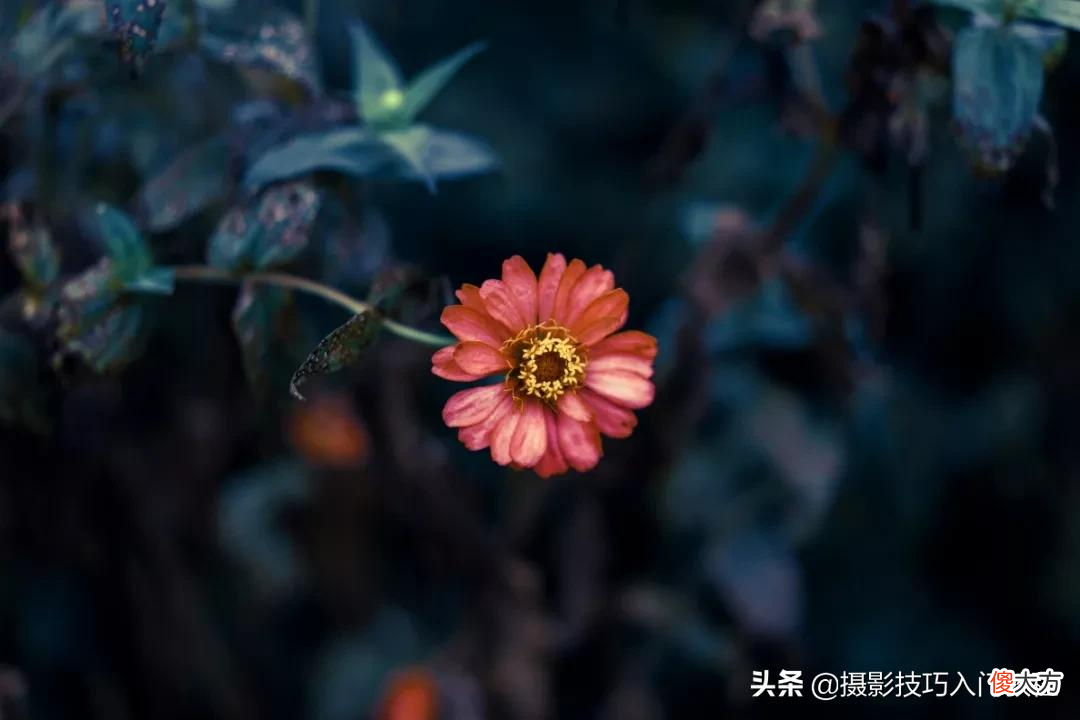 手机拍照技巧 手机拍照技巧图解