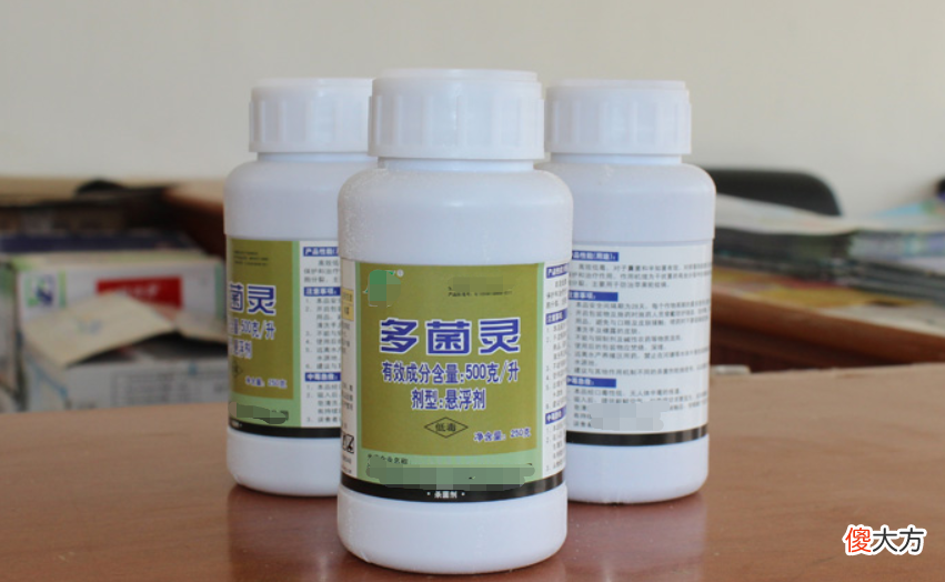 养花出现霉菌的原因以及处理方法 养花 霉菌