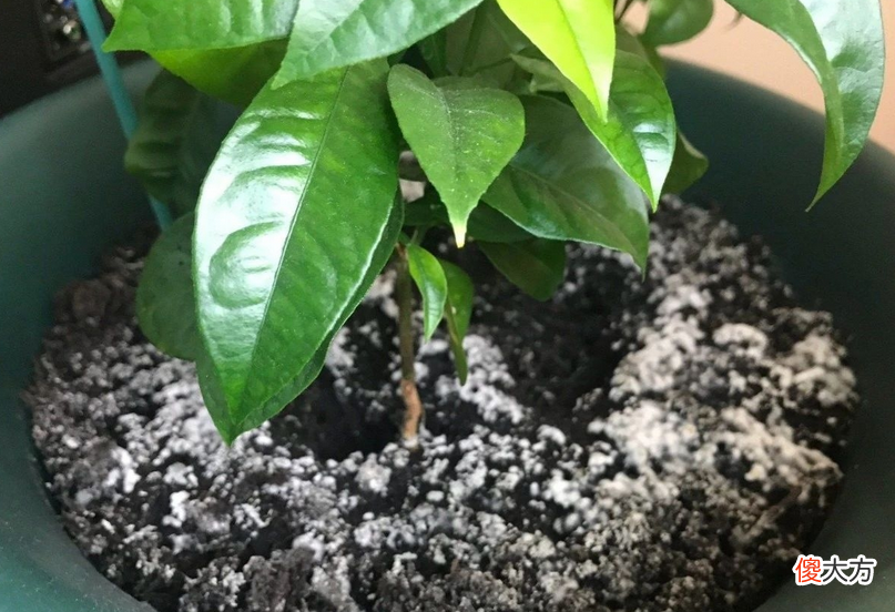 养花出现霉菌的原因以及处理方法 养花 霉菌