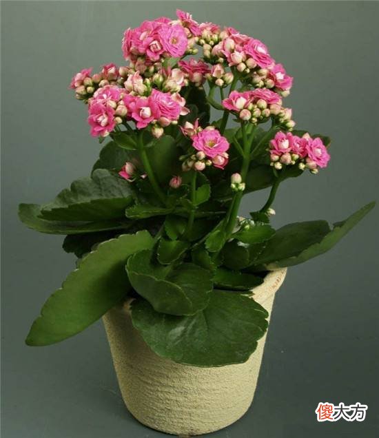 用小盆少浇水 盆大花小怎么浇水