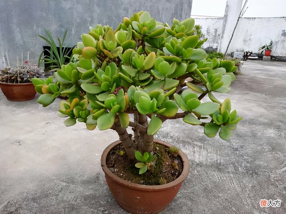 用小盆少浇水 盆大花小怎么浇水