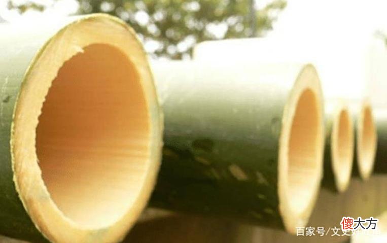 【爱历史】3个外国美女潜入唐朝，用竹筒偷走一种昆虫，造成上千亿损失