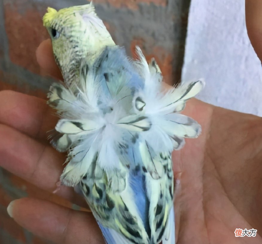 最新最全的虎皮鹦鹉分类 虎皮鹦鹉种类大全