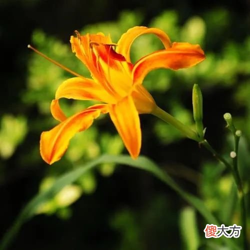 【历史故事】曹雪芹家的萱瑞堂：和母爱有关