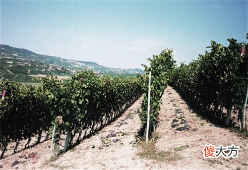 法国格鲁特酒庄 格拉维特城堡干红葡萄酒
