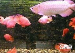 客厅鱼缸的摆放风水有那些讲究