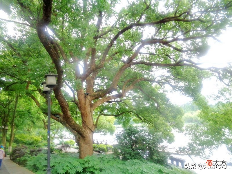 重温西湖的美 讲一讲西湖之美