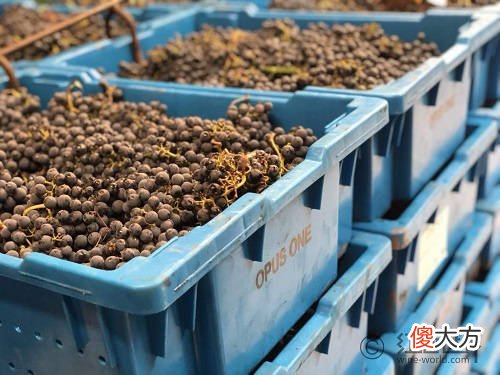 品葡萄酒的最佳时间 什么葡萄酒适合煮