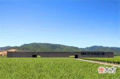 多倍体葡萄品种形态特征 单粒重15克以上的葡萄品种