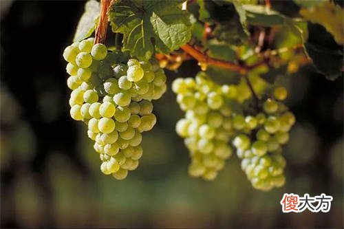 高酒杯什么品牌好 酒杯品牌排行