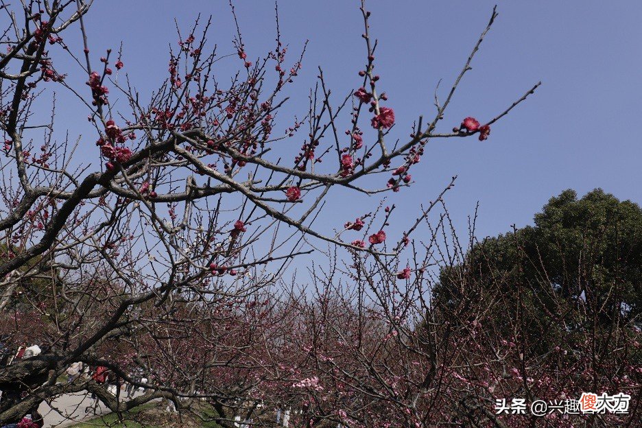 谈谈如何使用相机拍摄花卉 怎么拍摄花卉