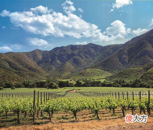 加盟红酒品牌有哪些 葡萄酒加盟商如何发展突破