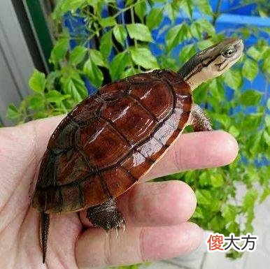 最简单全面的宠物水龟冬眠教程 水养的乌龟怎么冬眠