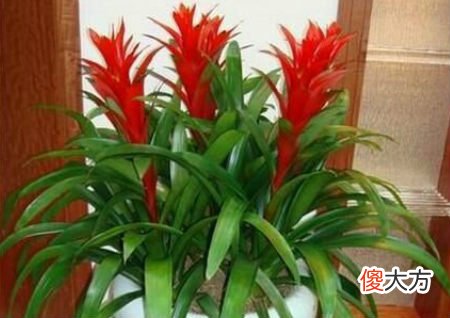 什么样的植物可以的旺财