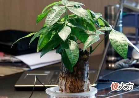 正确利用发财树招财方法