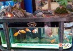 养鱼风水之属相养鱼的避忌