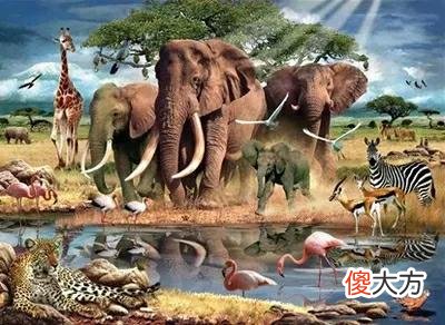 今天我们走入犰狳的世界 走进这个世界