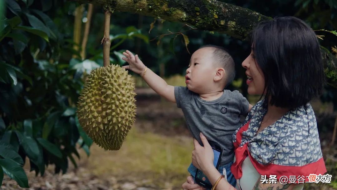 真正的榴莲自由！四川妹子疫情间逛泰国榴莲园，现摘现吃停不了嘴