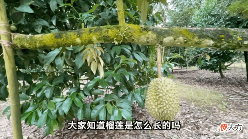 真正的榴莲自由！四川妹子疫情间逛泰国榴莲园，现摘现吃停不了嘴