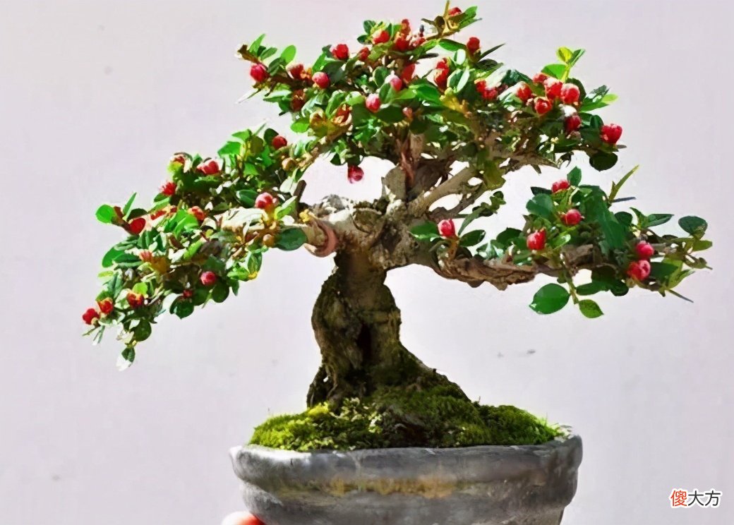 带你了解栒子盆景 精品栒子盆景图片