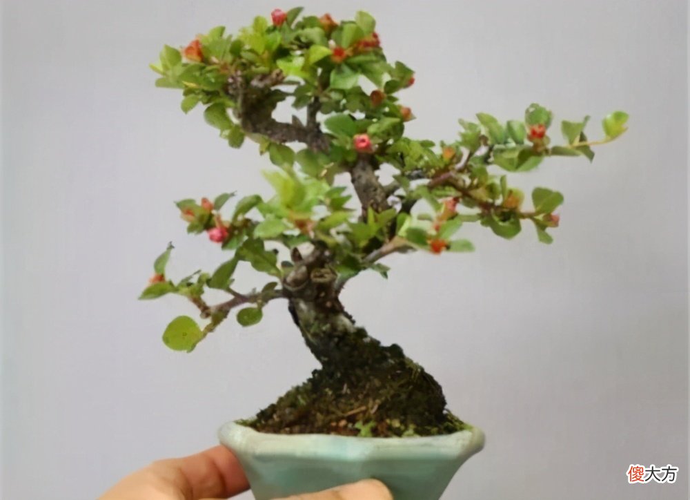 带你了解栒子盆景 精品栒子盆景图片