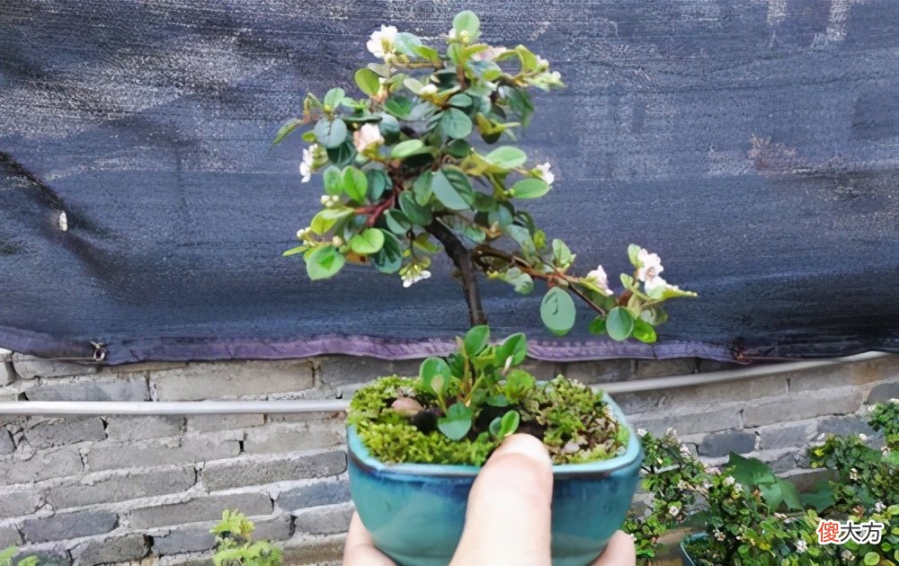 带你了解栒子盆景 精品栒子盆景图片