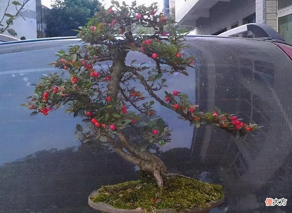 带你了解栒子盆景 精品栒子盆景图片