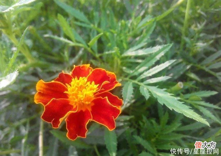 【星座控】属羊人遇见啥生肖，事业做得顺利，家庭圆满富裕，运气悄悄变好