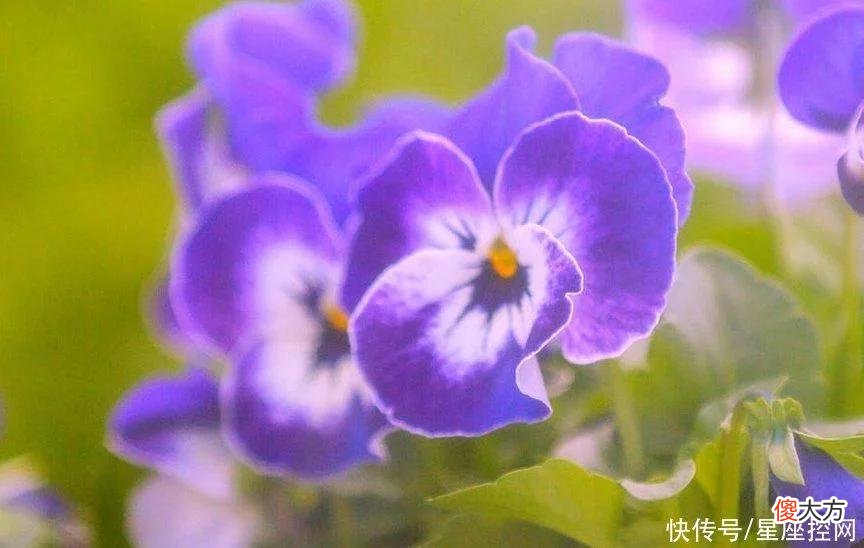 【星座控】属羊人遇见啥生肖，事业做得顺利，家庭圆满富裕，运气悄悄变好