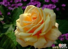 【十二星座】生肖牛今年啥时候熬出头？接下来几个月好事接连上演