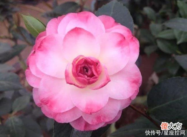 【十二星座】生肖牛今年啥时候熬出头？接下来几个月好事接连上演