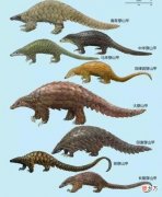 人畜无害的穿山甲，野生数量锐减野外难觅其踪，究竟是啥原因？
