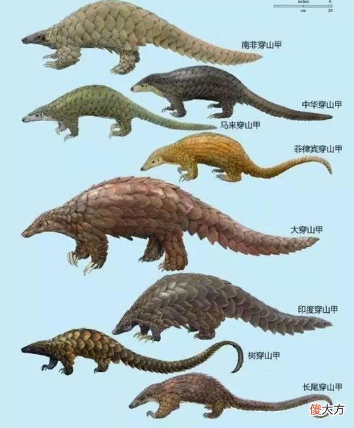 人畜无害的穿山甲，野生数量锐减野外难觅其踪，究竟是啥原因？