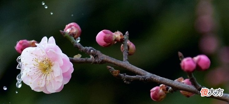 王冕的梅花诗情画意 描写梅花的诗王冕