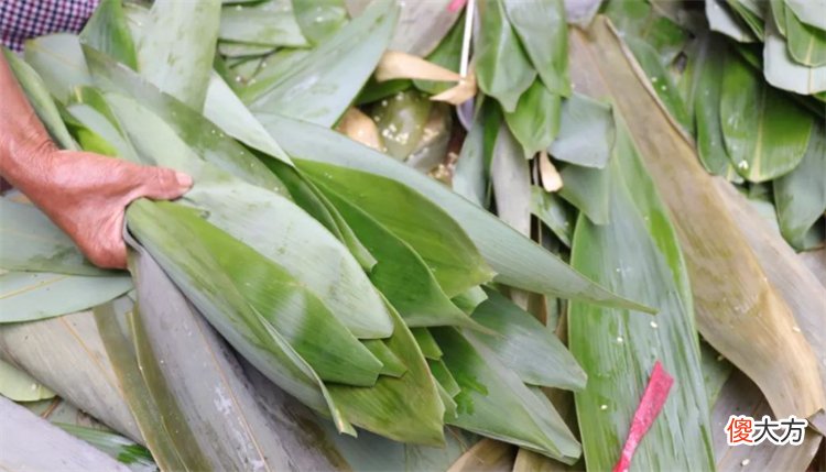 粽叶是什么植物的叶子 粽叶是什么植物的叶子? 是箬竹