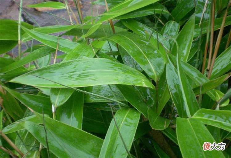 粽叶是什么植物的叶子 粽叶是什么植物的叶子? 是箬竹