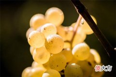 法国红酒批发代理 法国什么红酒在中国受欢迎