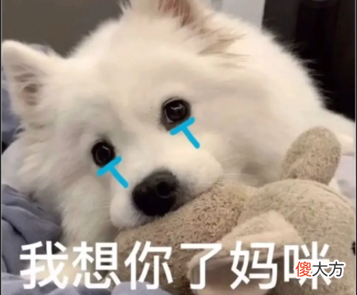 这些催泪神片，今天必刷！