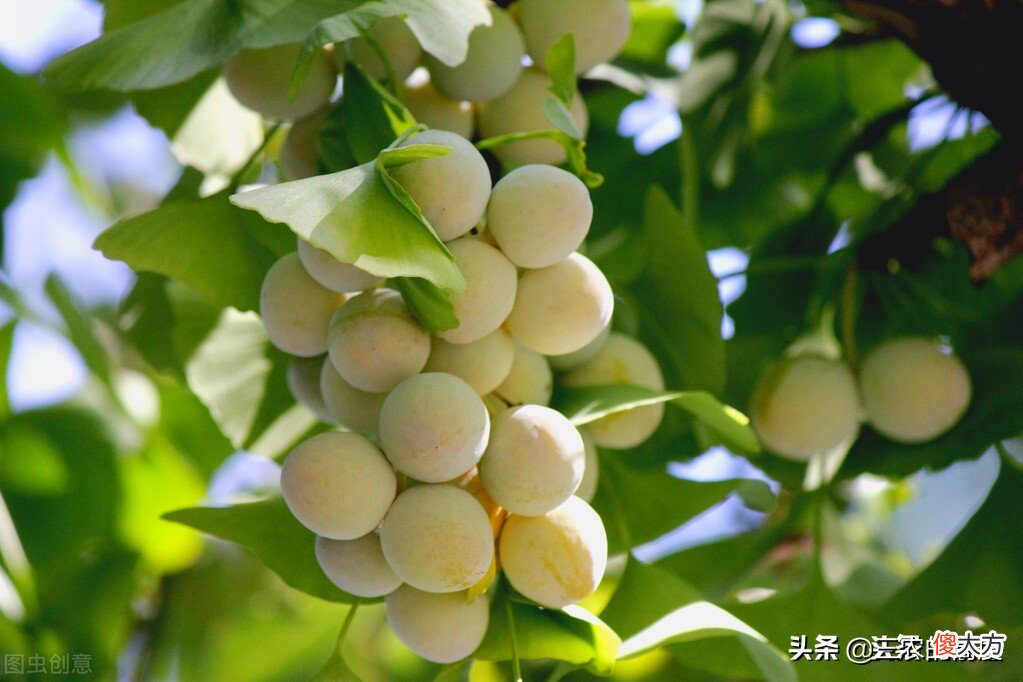 寓意美好旺家 家的美好寓意