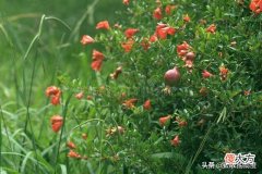 寓意美好旺家 家的美好寓意