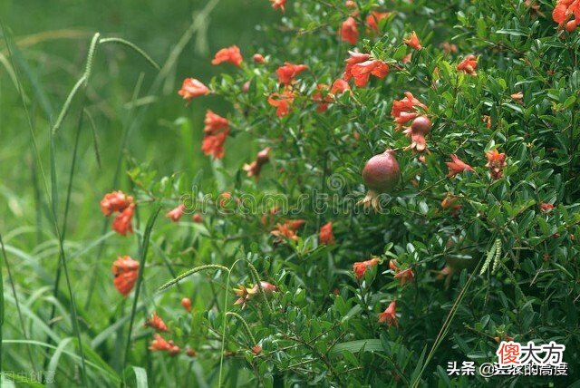 寓意美好旺家 家的美好寓意