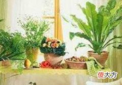 居家风水学之家庭养花风水禁忌
