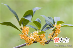 秋季限定的桂花终于开了 桂花 秋季