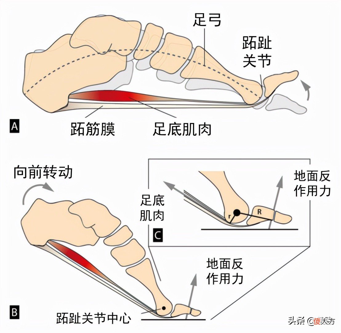 碳板跑鞋为什么可以显著提升跑步成绩 碳板跑鞋能提升成绩吗