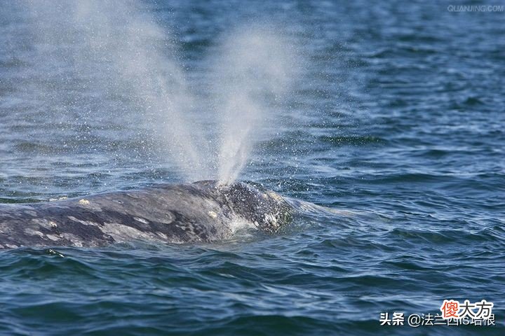 鲸鱼会打呵欠吗 鲸鱼会打哈欠吗